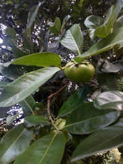 Diospyros nigra