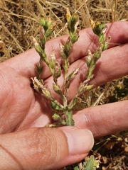 Hypericum tomentosum