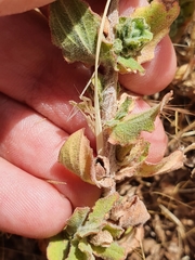 Hypericum tomentosum