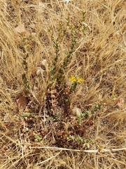 Hypericum tomentosum