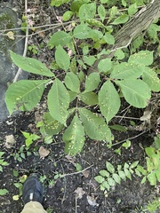 Phylloxera caryaefallax