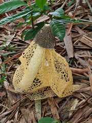 Phallus lutescens