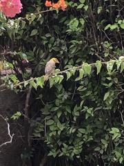 Ploceus cucullatus