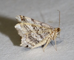 Macaria multilineata