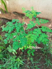 Magnoliopsida