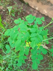 Magnoliopsida