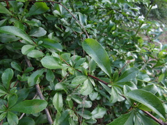 Berberis poiretii