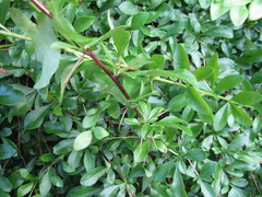 Berberis poiretii