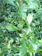 Berberis poiretii