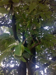 Diospyros nigra