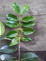 Lacmellea