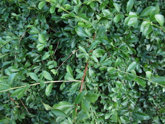 Berberis poiretii