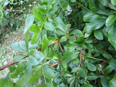 Berberis poiretii