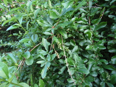 Berberis poiretii