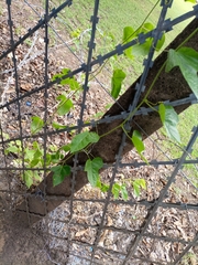 Cucurbitaceae