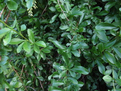 Berberis poiretii