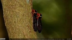 Scieroptera formosana