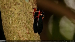 Scieroptera formosana