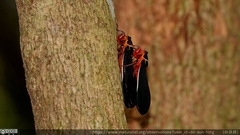 Scieroptera formosana