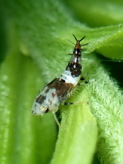 Scaphoideus titanus