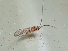 Stenopsocidae