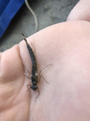 Archilestes