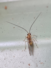 Stenopsocidae