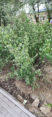 Ribes aureum