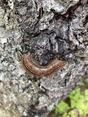 Phellinus chrysoloma
