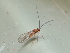Stenopsocidae