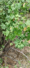 Ribes aureum