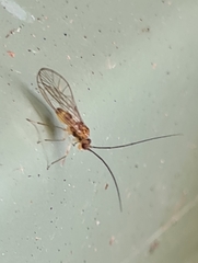 Stenopsocidae