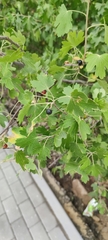 Ribes aureum