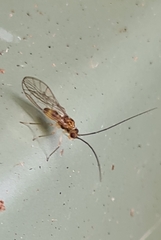 Stenopsocidae