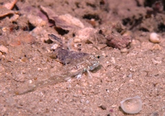 Nesogobius