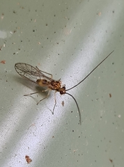 Stenopsocidae