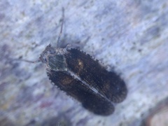 Tachycixius pilosus