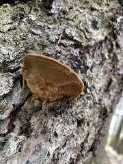 Phellinus chrysoloma