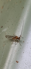 Stenopsocidae