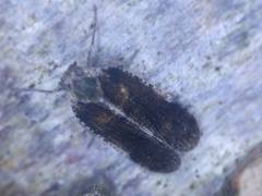 Tachycixius pilosus