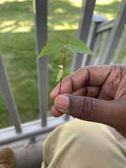 Acer rubrum
