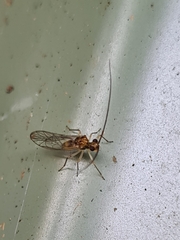 Stenopsocidae