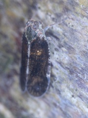 Tachycixius pilosus