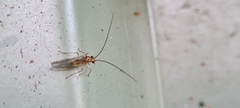 Stenopsocidae