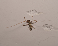 Olenecamptus bilobus