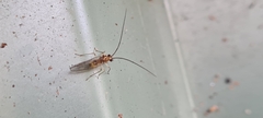Stenopsocidae