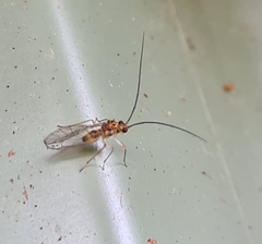 Stenopsocidae