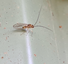 Stenopsocidae