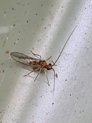 Stenopsocidae