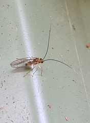 Stenopsocidae